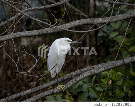 木の枝にとまっているコサギ 122922999