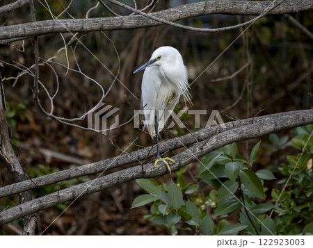 木の枝にとまっているコサギ 122923003