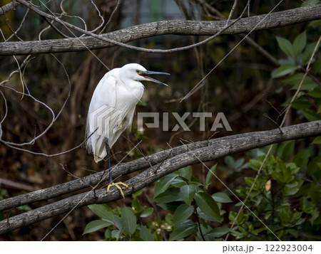木の枝にとまっているコサギ 122923004