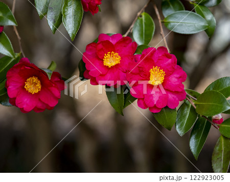 冬に咲くサザンカの花 122923005