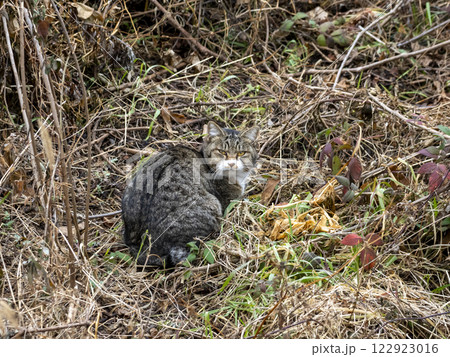 枯れ草の中に居る目つきが鋭い野良猫 122923016
