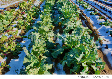 不作の年のキャベツ畑 2025年冬 不作の年のキャベツ畑 2025年冬 122923020