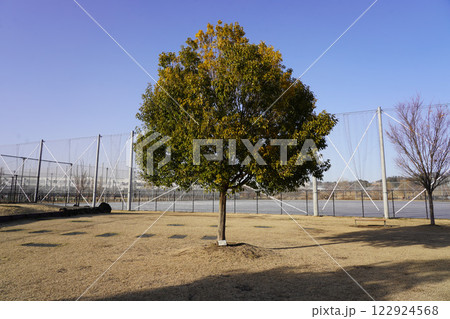 シラカシ 122924568