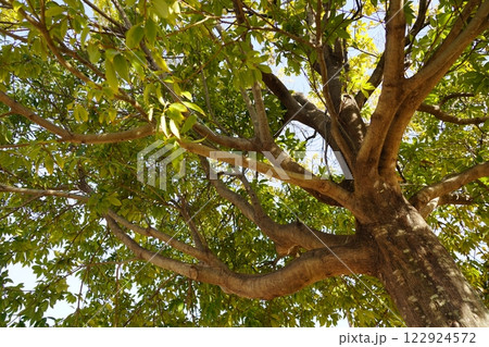 シラカシ シラカシ 122924572