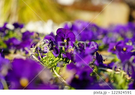 紫のパンジー 122924591