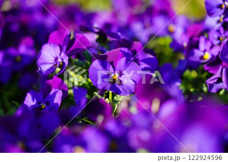 紫のパンジー 122924596