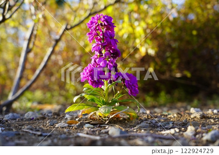 アラセイトウ 122924729