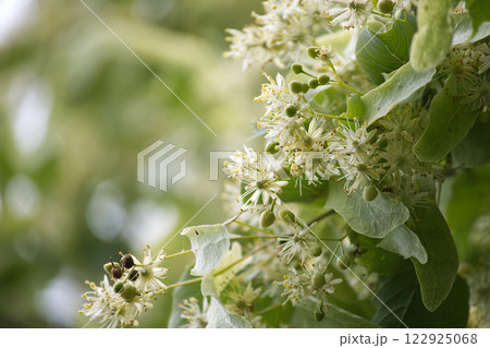 Small leaved linden blooming in spring with blurred background Small leaved linden blooming in spring with blurred background 122925068
