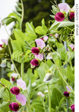 早春の菜園のエンドウマメの可愛いピンクの花 122925254