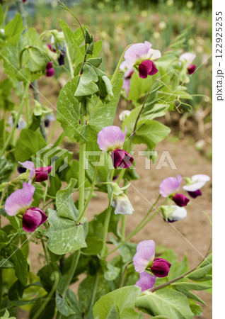 早春の菜園のエンドウマメの可愛いピンクの花 早春の菜園のエンドウマメの可愛いピンクの花 122925255