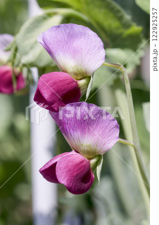 早春の菜園のエンドウマメの可愛いピンクの花 早春の菜園のエンドウマメの可愛いピンクの花 122925257