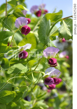 早春の菜園のエンドウマメの可愛いピンクの花 122925260