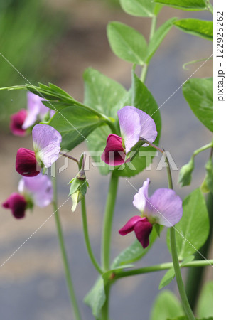 早春の菜園のエンドウマメの可愛いピンクの花 早春の菜園のエンドウマメの可愛いピンクの花 122925262