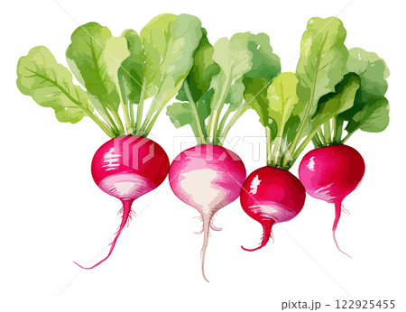 ラディッシュの水彩風ベクターイラスト　生成AI 122925455