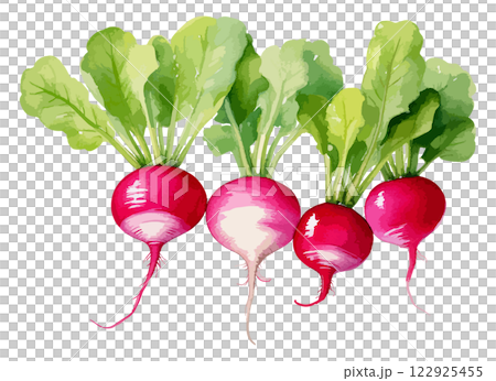 ラディッシュの水彩風ベクターイラスト　生成AI 122925455