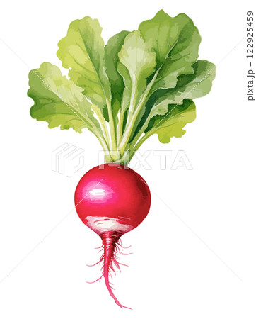 ラディッシュの水彩風ベクターイラスト　生成AI 122925459