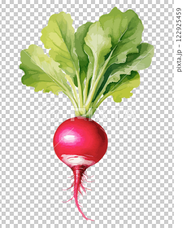 ラディッシュの水彩風ベクターイラスト　生成AI 122925459