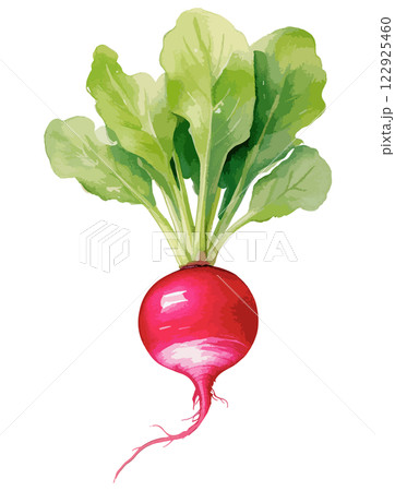 ラディッシュの水彩風ベクターイラスト　生成AI 122925460