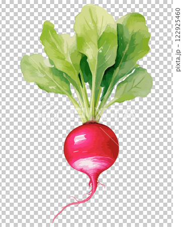 ラディッシュの水彩風ベクターイラスト　生成AI 122925460