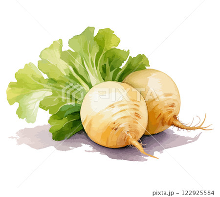 かぶの水彩風イラスト　生成AI 122925584