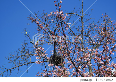 静岡県熱海市　あたみ桜　糸川遊歩道　2月上旬 122925602