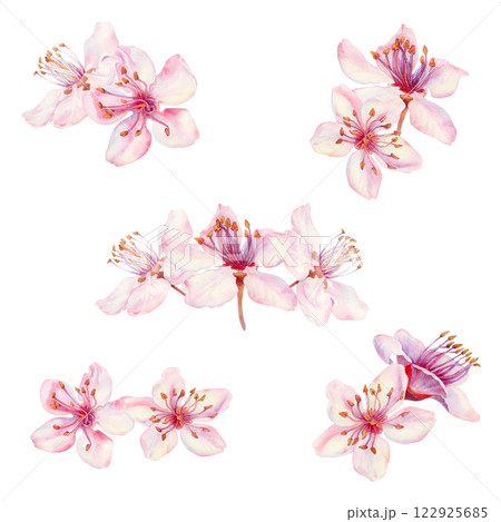 Sakura flowers on a white background. Spring blooming cherry blossom flowers for Hanami festival. Delicate shades of pink, lilac, lilac, purple petals. Watercolor template for card, poster, web page 122925685