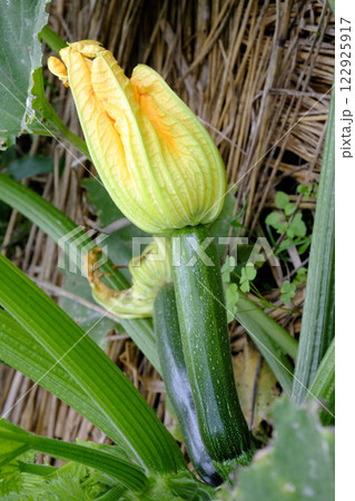 夏の菜園のズッキーニの花とズッキーニ 122925917