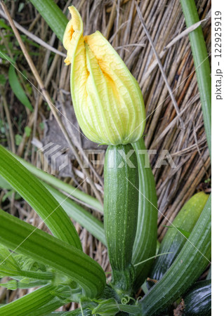 夏の菜園のズッキーニの花とズッキーニ 夏の菜園のズッキーニの花とズッキーニ 122925919