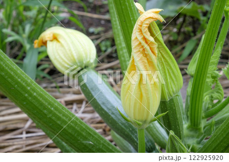 夏の菜園のズッキーニの花とズッキーニ 122925920