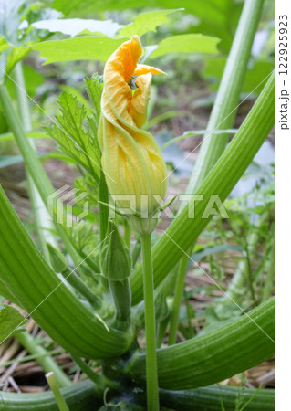 夏の菜園のズッキーニの花とズッキーニ 122925923