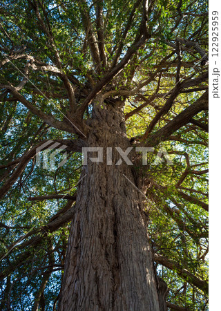 空を覆う緑のかやの木、日本の巨樹。 空を覆う緑のかやの木、日本の巨樹。 122925959