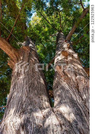 空を覆う緑のかやの木、日本の巨樹。 空を覆う緑のかやの木、日本の巨樹。 122925963