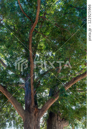 空を覆う緑のかやの木、日本の巨樹。 122925966