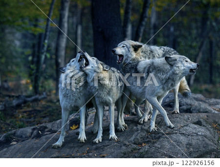 Eastern timber wolves howling on a rock. 122926156