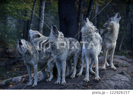 Eastern timber wolves howling on a rock. Eastern timber wolves howling on a rock. 122926157