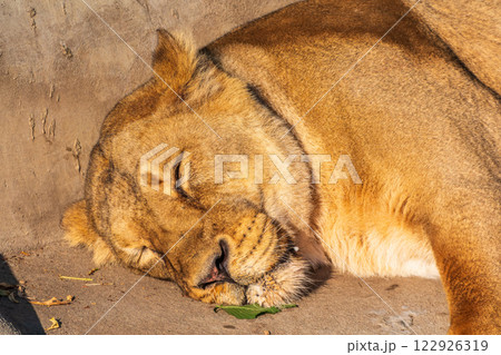 An asian female lion laying on the ground An asian female lion laying on the ground 122926319