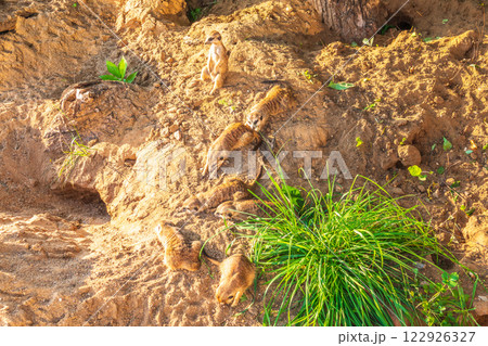 Meerkat, Suricata suricatta, on hind legs. Portrait of meerkat standing on hind legs with alert expression. Portrait of a funny meerkat sitting on its hind legs. 122926327