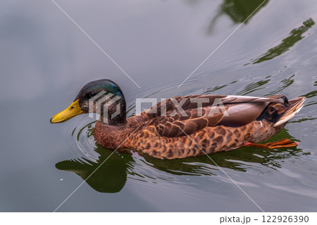 Duck swims in the pond in the rain. 122926390