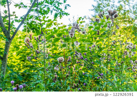 Nature of green leaf in garden at summer. Natural green leaves plants using as spring background cover page environment ecology Nature of green leaf in garden at summer. Natural green leaves plants using as spring background cover page environment ecology 122926391