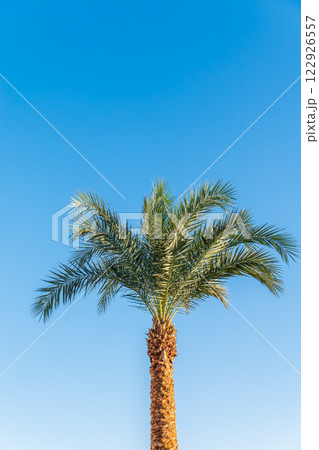 Palm tree with green leaves on blue background 122926557
