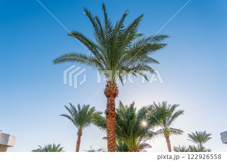 Palm tree with green leaves on blue background 122926558