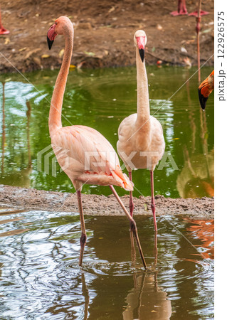 The greater flamingo, Phoenicopterus roseus, standing in water on lake shore. 122926575