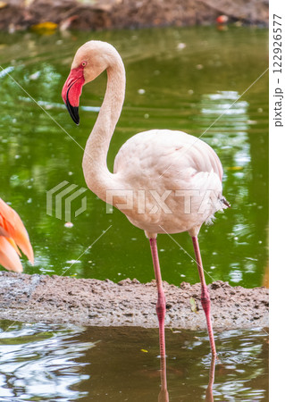 The greater flamingo, Phoenicopterus roseus, standing in water on lake shore. The greater flamingo, Phoenicopterus roseus, standing in water on lake shore. 122926577