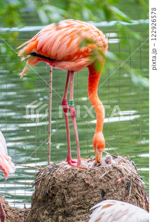 A newborn baby Rosa Flamingo, Phoenicopterus roseus, is full of care from its mother 122926578