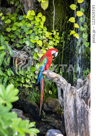 Pair of parrot Macaw sitting on the branch and green tree background.  Parrot on tree branch in nature habitat. 122926595