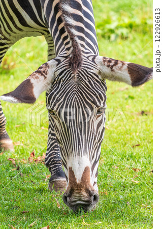 Grevy's zebra, lat Equus grevyi, also known as the imperial zebra eats green grass. Grevy's zebra, lat Equus grevyi, also known as the imperial zebra eats green grass. 122926613