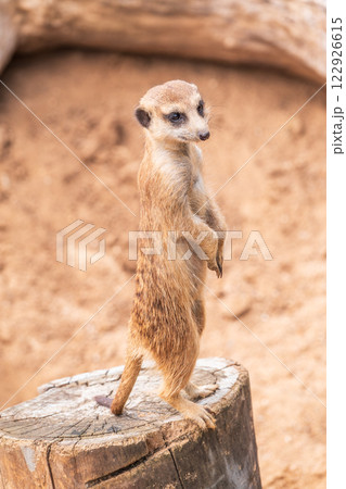 Meerkat, Suricata suricatta, on hind legs. Portrait of meerkat standing on hind legs with alert expression. Portrait of a funny meerkat sitting on its hind legs. 122926615