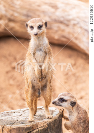 Meerkat, Suricata suricatta, on hind legs. Portrait of meerkat standing on hind legs with alert expression. Portrait of a funny meerkat sitting on its hind legs. 122926616