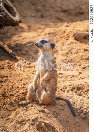 Meerkat, Suricata suricatta, on hind legs. Portrait of meerkat standing on hind legs with alert expression. Portrait of a funny meerkat sitting on its hind legs. 122926627