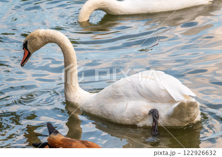 A graceful white swan swimming on a lake with dark water. The white swan is reflected in the water 122926632